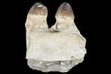 Igdamanosaurus (Globidens) Mosasaur Jaw Section #113124-3